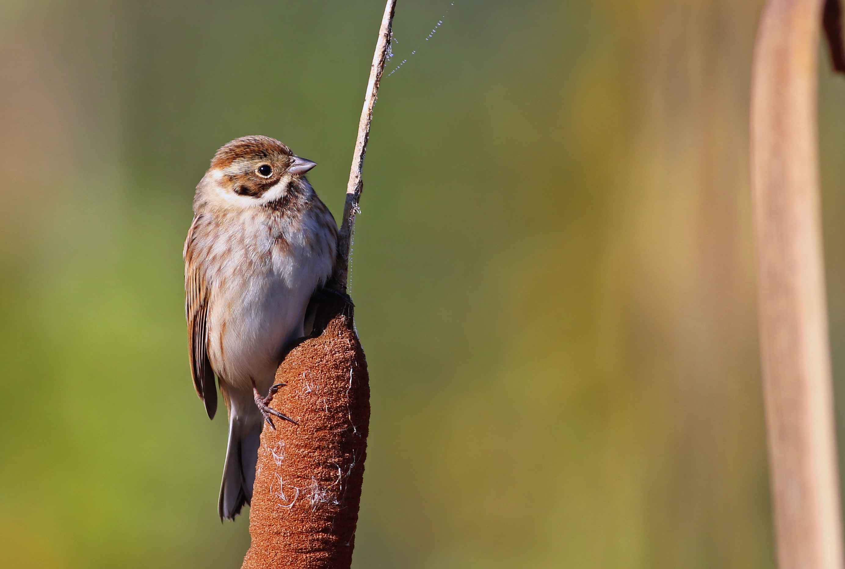 Reed Bunting